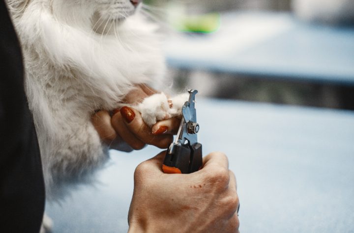Grooming Kucing
