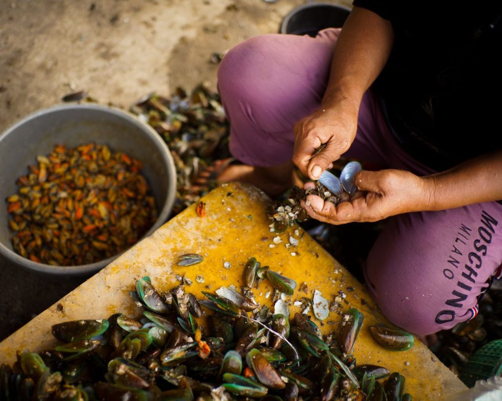 Kerang hijau