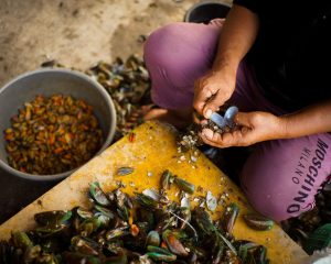 Kerang hijau