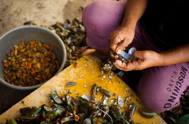 Kerang hijau