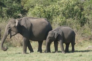 spesies gajah