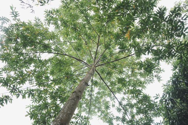 pohon damar