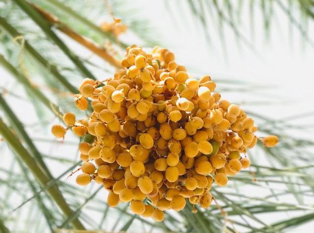 kurma muda