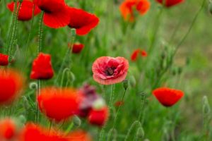 Bunga poppy