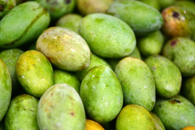 jenis mangga