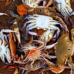 jenis kepiting